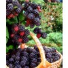 Černica (Rubus fruticosus L.) odroda 