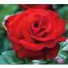 Ruža záhonová - Rosa floribunda ´Grand Selection´- červená