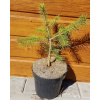 Smrek himalájsky (Picea smithiana ´Sunray´) veľkosť 35cm