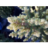 PICEA GLAUCA RAINBOWS END SMRK SIVÝ RAINBOWS END