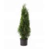 Thuja Emerald Thuja Smaragd Dense Cone v hrnci (Thuja Emerald Thuja Smaragd Dense Cone v hrnci)
