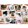 Grafika Cats II 1500 dielov