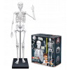 Buki: Ľudská kostra XL - 85 cm 2181