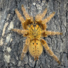 Pterinochilus murinus RCF Samec