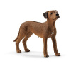 Schleich 13895 Zvieratko – pes ridgeback rodézsky 4059433007229