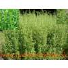 Palina dračia – Ruský estragón (Artemisia dracunculus L.) / rastlinka v kvetináči