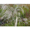 Ozdobnica čínska Memory - Miscanthus sinensis Memory (kontajner p12)