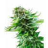 Sensi Seed Bank Sensi Seeds Northern Lights Auto Balenie: 3