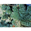 PICEA PUNGENS MAIGOLD SMRK PICHLAVÝ MAIGOLD