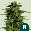 Royal Queen Seeds Cannabis Seeds Hyperion F1 Auto 1 pcs