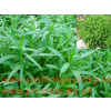 PALINA DRAČIA – Francúzsky ESTRAGÓN (ARTEMISIA DRACUNCULUS L.) / RASTLINKA V KVETINÁČI