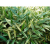 Pleioblastus chino Tsuboi - Trpasličí bambus (kontajner C2)