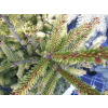 PICEA ABIES EHRENGOLD SMRK ZTEPILÝ EHRENGOLD