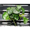 Anubias barteri var. nana 'Thick Leaf' (Košík Ø 5,5 cm)
