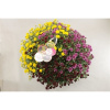 Chryzantema - Chrysanthemum Ind. Skyfall farebný mix 23x45 cm