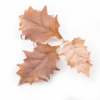 NOVRITSCH Novritsch LEAF CAMO 3D listy LC5, 50 ks - Ivory