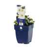 Slez pižmový FloraSelf Malva moschata 'Alba' 5-60 cm kvetináč 0,5 l