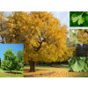 Ginko, Ginkgo dvojlaločné - ( Ginkgo biloba L. ) / rastlina v kvetináči
