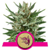 Speedy Chile (Fast Flowering) - Royal Queen Balenie: 10ks