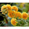 Budleja Sungold Gold - Krík motýľov - sadenica (Budleja Sungold Gold - Krík motýľov - sadenica)