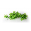 Unionstar Ficus L 40 cm