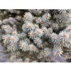 SMRK PICHLAVÝ GLAUCA GLOBOSA - PICEA PUNGENS GLAUCA GLOBOSA