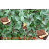 Mäta čokoládova, mäta - (Mentha piperita „Chocolate“.) / rastlinka, bylinka v kvetináči