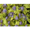 Plamienok 'Stolwijk Gold'