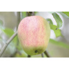 Jabloň zimná BIO polokmeň FloraSelf Bio Malus domestica 'Finkenwerder' historická odroda 120-150 cm kvetináč 7,5 l