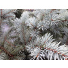 Prickly Spruce 'Bialobok Picea pungens ‘Bialobok’'
