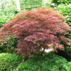 Sadenice klony v nádobe 0,5-1l, 15-30 cm (Acer palmatum Hnedý cukor PALMOVÝ MAPLE Čokoládovo hnedá)