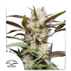 Mimosa Punch Auto Feminizované Semená - 7
