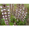 Paznehtík mäkký White Lips - Acanthus mollis White Lips (kontajner p19)