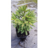 SMRK NORSKÝ 'BARRYI' PICEA ABIES ‘BARRYI’