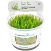 Dennerle Plants Taxiphyllum sp. 'Giant' CUP - 1 ks