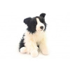 Border kolie 35 cm