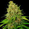 Exclusive Seeds Bank - Super Larry OG 1 ks - Semená neobsahujú THC