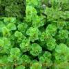 Mäta kučeravá – ( Mentha spicata var. Crispa L. ) /rastlinky, bylinky v kvetináči