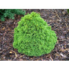 PICEA ABIES ‘TOMPA’ SMRK „TOMPA