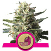Lemon Shining Silver Haze - Royal Queen Balenie: 3ks