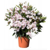 Nerium Oleander rôzne farby - výška 80-100 CM s kvetináčom (kvetináč šírka 25cm)