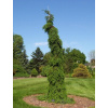SRBSKÝ SMRK „PENDULA BRUNS“ PICEA OMORIKA „PENDULA BRUNS“