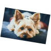 Excellent Protišmyková podložka Dog – Yorkshirský teriér 40 × 60 cm