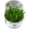 Tropica Cryptocoryne wendtii 'Green' CUP - 1 ks
