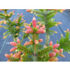 SRBSKÝ SMRK „ROTER AUSTRIEB“ PICEA OMORIKA „ROTER AUSTRIEB“