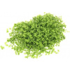 Dennerle Plants Micranthemum tweediei Montecarlo - Pad - 1 ks