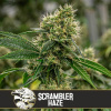 Blimburn Seeds Cannabis Seeds Scrambler Haze Feminized 50 ks