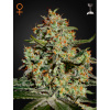 Green House Seed Big Bang Balenie: 5