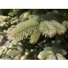 PICHLAVÝ SMRK 'NIEMETZ' PICEA PUNGENS 'NIEMETZ'