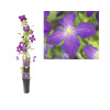 Plamienok Clematis kultivar 'So Many® Purple Flowers PBR' výška 80-90 kvetináč cm 2,3 l